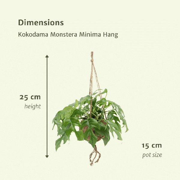 2x Kokodama Monstera Minima Hang - Gatenplant - 25cm - ø15 - 123flora.nl