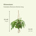 2x Kokodama Monstera Minima Hang - Gatenplant - 25cm - ø15 - 123flora.nl