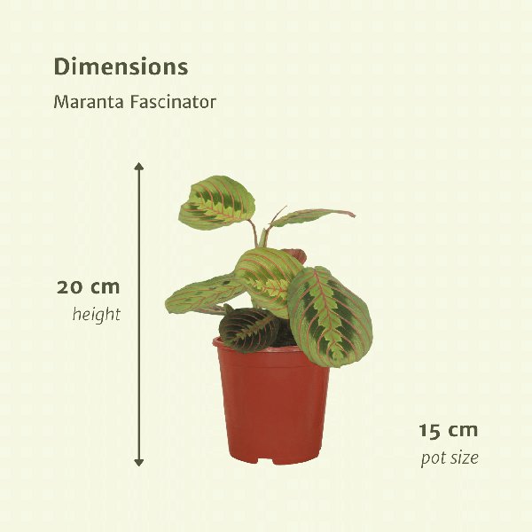 2x Maranta Fascinator - Pijlwortel - 20cm - ø12 - 123flora.nl