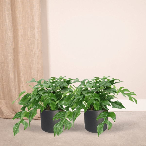 2x Monstera Minima - Gatenplant - 25cm - ø15 - 123flora.nl