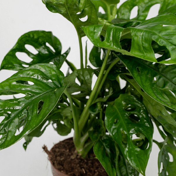 2x Monstera Monkey Leaf - Gatenplant - 30cm - ø12 - 123flora.nl