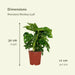 2x Monstera Monkey Leaf - Gatenplant - 30cm - ø12 - 123flora.nl