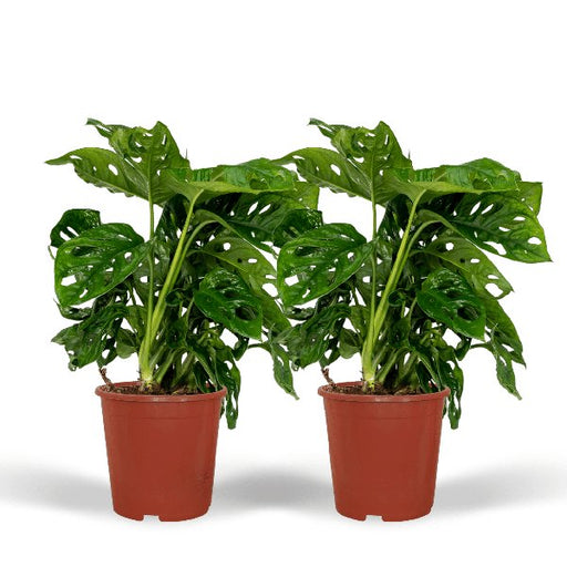 2x Monstera Monkey Leaf - Gatenplant - 30cm - ø12 - 123flora.nl