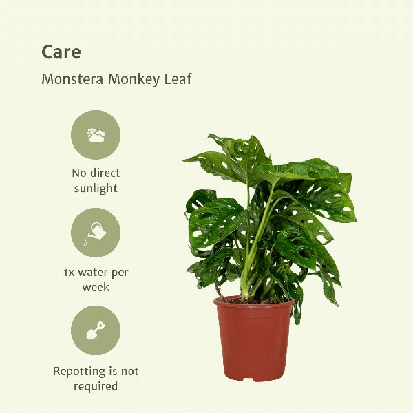 2x Monstera Monkey Leaf - Gatenplant - 30cm - ø12 - 123flora.nl