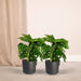 2x Monstera Monkey Leaf - Gatenplant - 30cm - ø12 - 123flora.nl