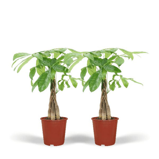 2x Pachira Aquatica - Geldboom - 50cm - ø14 - 123flora.nl