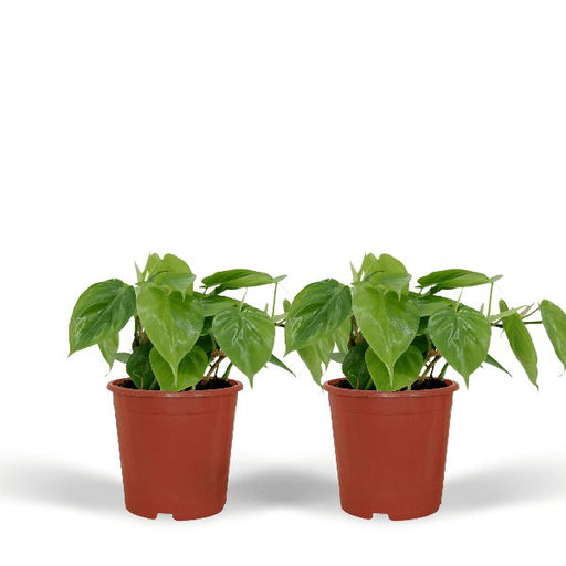 2x Philodendron Scandens - 15cm - ø12 - 123flora.nl