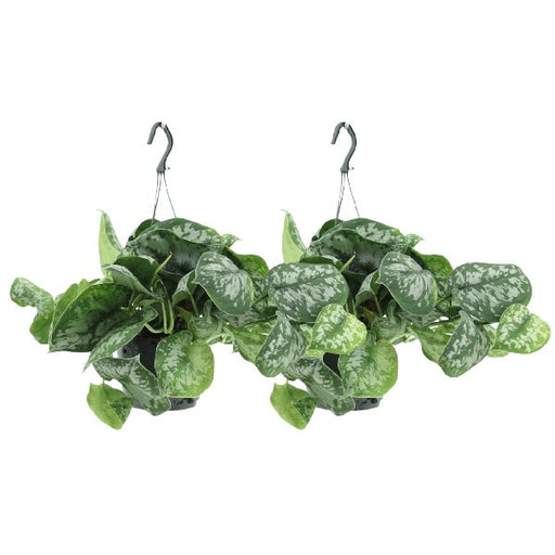 2x Scindapsus Pictus Trebie - Epipremnum - 25cm - ø15 - 123flora.nl