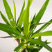 2x Yucca - ↨90cm - Ø17cm - 123flora.nl