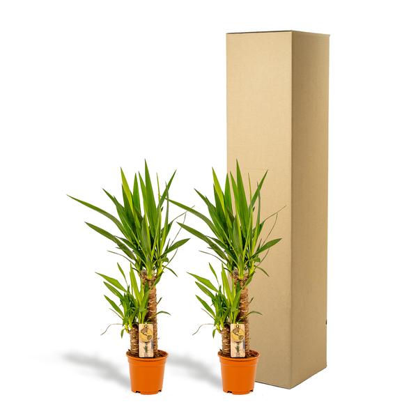 2x Yucca - ↨90cm - Ø17cm - 123flora.nl