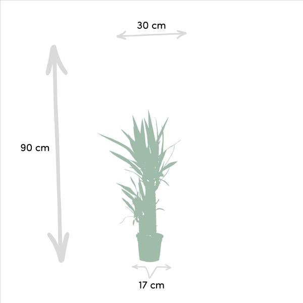 2x Yucca - ↨90cm - Ø17cm - 123flora.nl