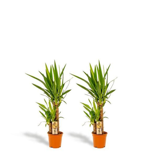 2x Yucca - ↨90cm - Ø17cm - 123flora.nl