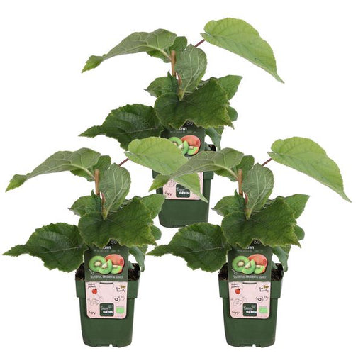 3x - Actinidia delciosioa 'Jenny' - ↨45cm - Ø13 - 123flora.nl