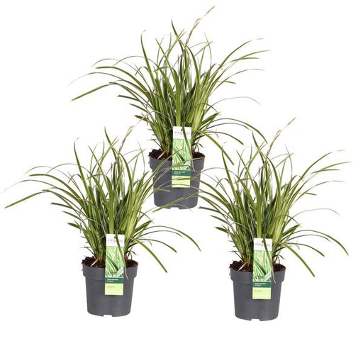 3x - Carex morrowii 'Ice Dance' - ↨30cm - Ø14 - 123flora.nl