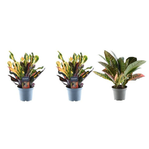 3x Croton Codiaeum mix - 30 cm - ø12 - 123flora.nl