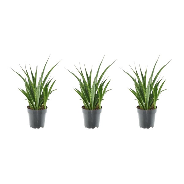 3x Sansevieria Kirkii - 38 cm - ø12 - 123flora.nl