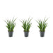 3x Sansevieria Kirkii - 38 cm - ø12 - 123flora.nl