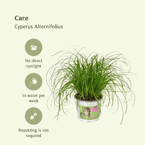 4x Cyperus Alternifolius - Kattengras - 20cm - ø12 - 123flora.nl