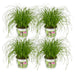 4x Cyperus Alternifolius - Kattengras - 20cm - ø12 - 123flora.nl