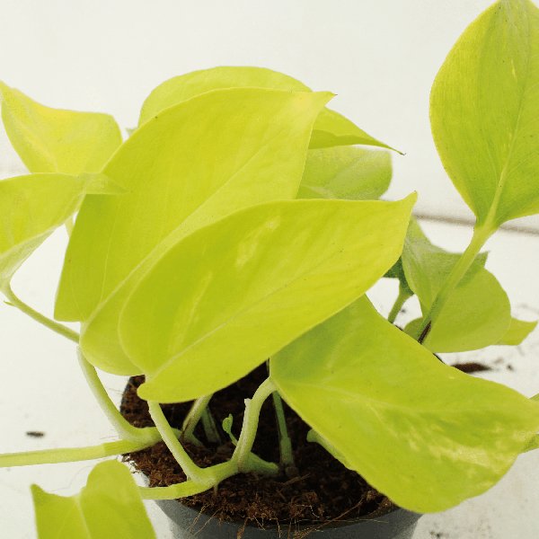 4x Epipremnum Golden Pothos - Scindapsus - 15cm - ø12 - 123flora.nl