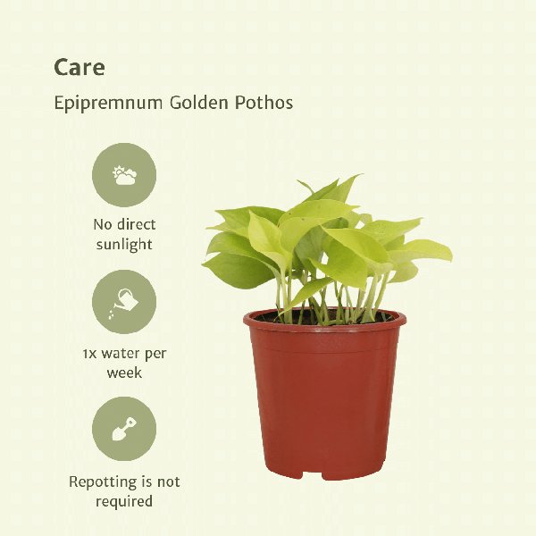 4x Epipremnum Golden Pothos - Scindapsus - 15cm - ø12 - 123flora.nl