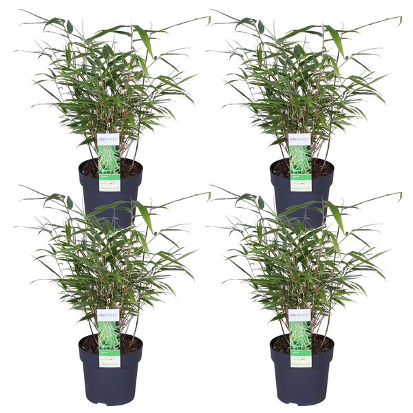 4x Fargesia rufa - ↨40cm - Ø14 - 123flora.nl