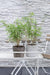 4x Fargesia rufa - ↨40cm - Ø14 - 123flora.nl