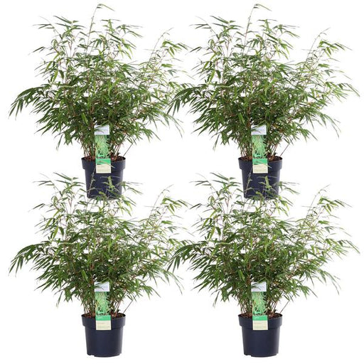 4x Fargesia rufa - ↨60cm - Ø19 - 123flora.nl