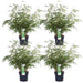 4x Fargesia rufa - ↨60cm - Ø19 - 123flora.nl