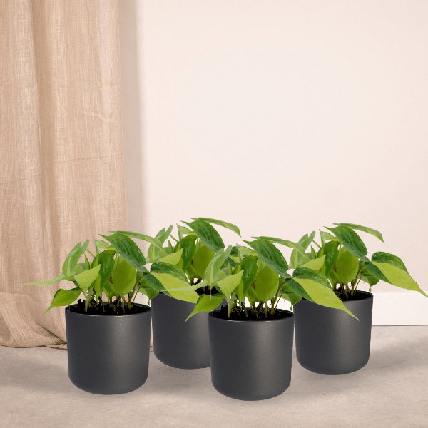 4x Philodendron Scandens Brasil - 15cm - ø12 - 123flora.nl