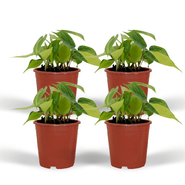 4x Philodendron Scandens Brasil - 15cm - ø12 - 123flora.nl