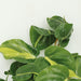 4x Philodendron Scandens Brasil - 15cm - ø12 - 123flora.nl