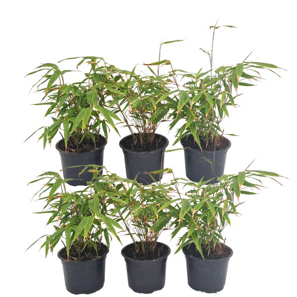 6 x Fargesia Rufa Ø12 cm - ↕25 cm - 123flora.nl