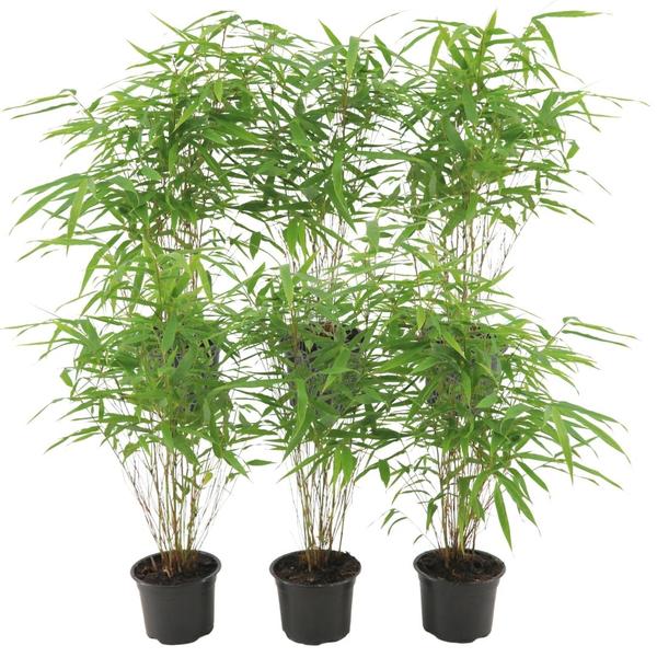 6 x Fargesia Rufa Ø12 cm - ↕25 cm - 123flora.nl