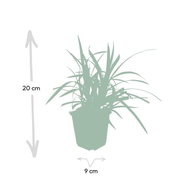 6x Carex morrowii 'Irish Green' - ↕10-25cm - Ø9cm - 123flora.nl