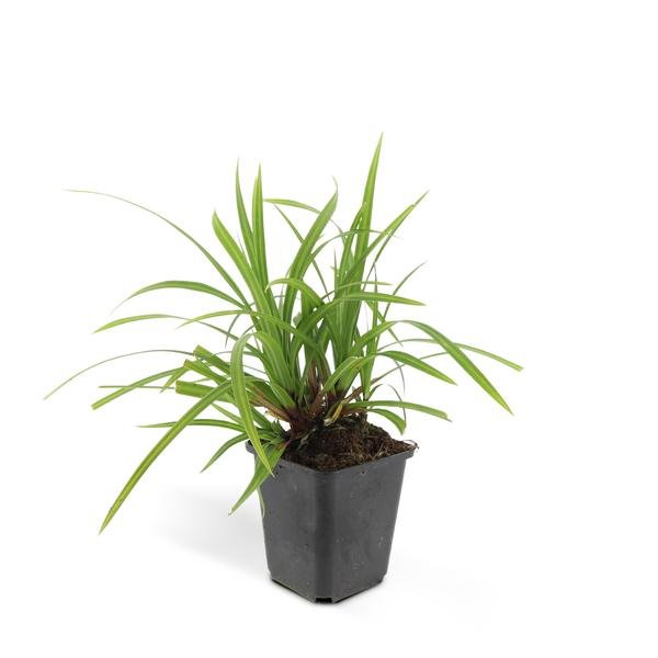 6x Carex morrowii 'Irish Green' - ↕10-25cm - Ø9cm - 123flora.nl