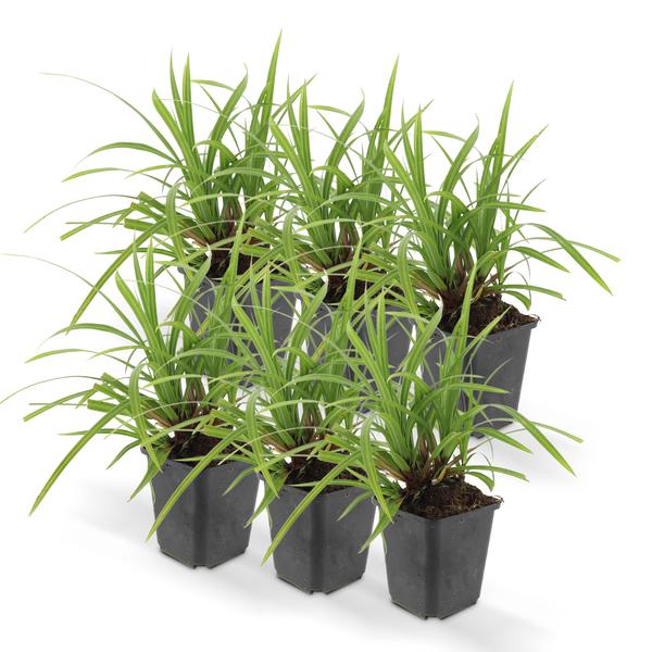 6x Carex morrowii 'Irish Green' - ↕10-25cm - Ø9cm - 123flora.nl