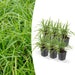 6x Carex morrowii 'Irish Green' - ↕10-25cm - Ø9cm - 123flora.nl