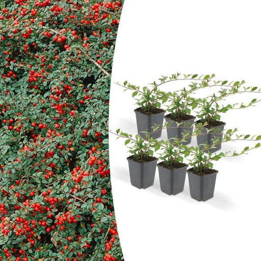 6x Cotoneaster dammeri - ↕10-25cm - Ø9cm - 123flora.nl