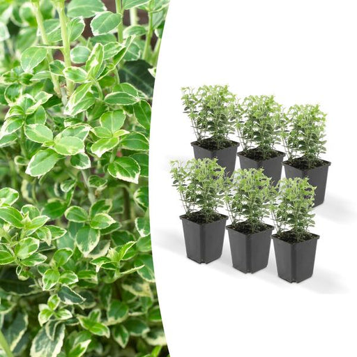 6x Euonymus 'Emerald 'n Gaity' - ↕10-25cm - Ø9cm - 123flora.nl