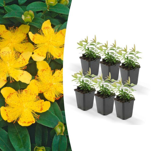 6x Hypericum calycinum - ↕10-25cm - Ø9cm - 123flora.nl