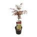 Acer palm. 'Garnet' - ↨40cm - Ø19cm - 123flora.nl