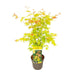 Acer palmatum Orange Dream - Ø19 - ↨40cm - 123flora.nl