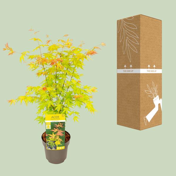 Acer palmatum Orange Dream - Ø19 - ↨40cm - 123flora.nl