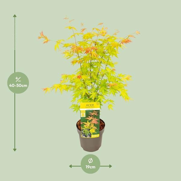 Acer palmatum Orange Dream - Ø19 - ↨40cm - 123flora.nl