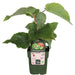 Actinidia delciosioa 'Jenny' - ↨45cm - Ø13 - 123flora.nl