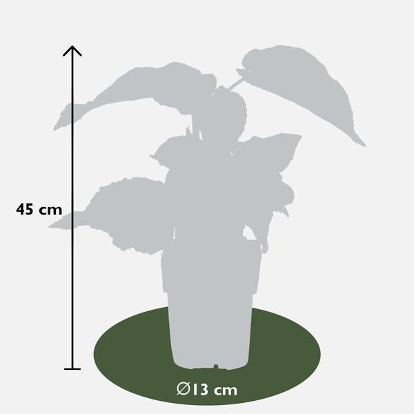 Actinidia delciosioa 'Jenny' - ↨45cm - Ø13 - 123flora.nl