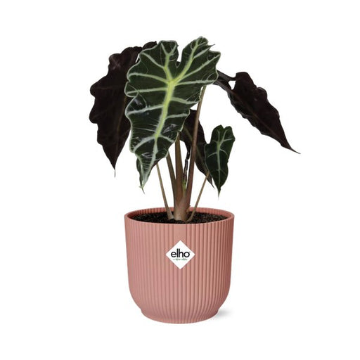 Alocasia ‘Polly’ in ELHO Vibes Fold 14cm roze - 123flora.nl