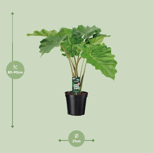 Alocasia Portodora - ↨80cm - Ø21cm - 123flora.nl