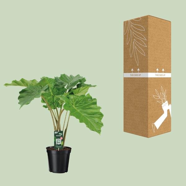 Alocasia Portodora - ↨80cm - Ø21cm - 123flora.nl